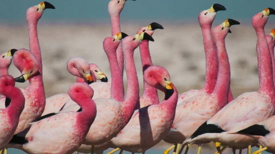 David Attenborough: Sự sống đầy màu sắc - Life in Colour with David Attenborough