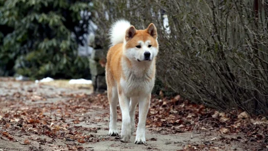 Hachi: A Dog’s Tale - Hachi: A Dog's Tale